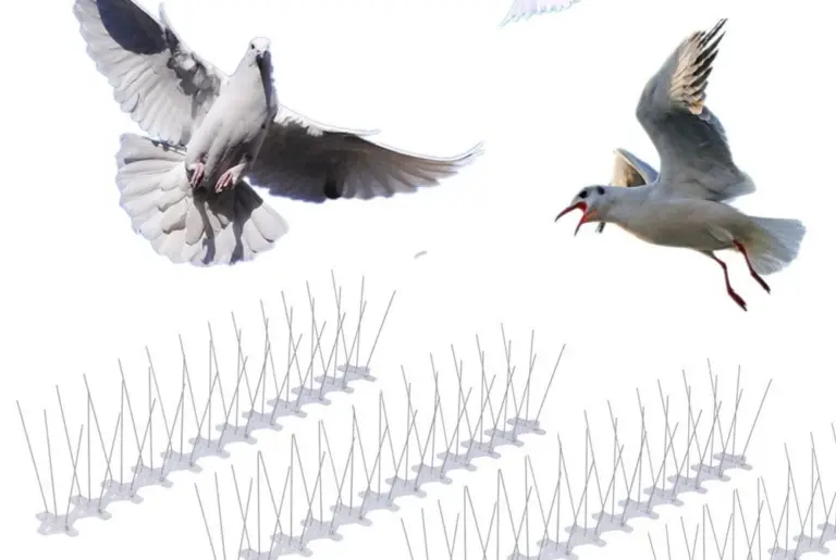 طرق طرد الحمام من المنزل والنوافذ بشكل نهائي