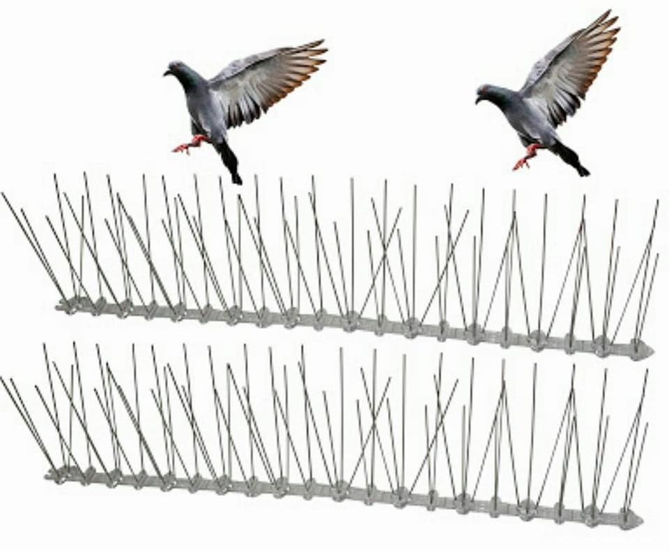 طرق طرد الحمام من المنزل والنوافذ بشكل نهائي