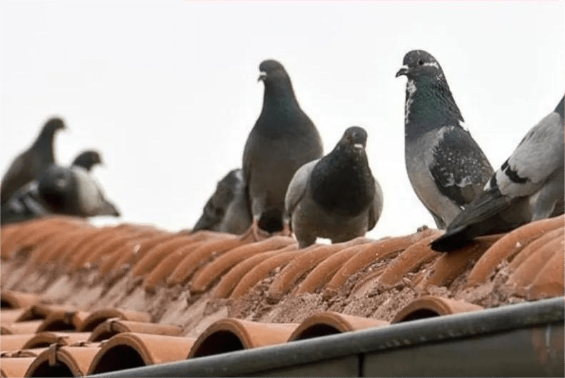 شركة تركيب طارد الحمام بعنك 2 1