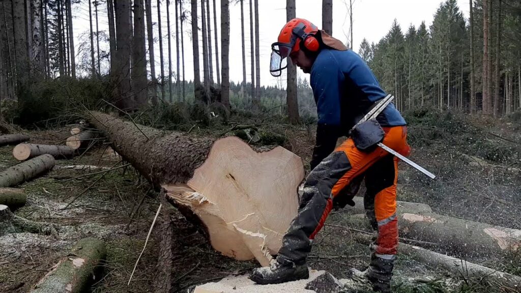 تقطيع الأشجار