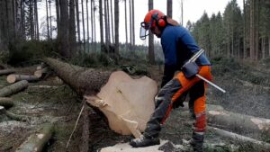 تقطيع الأشجار وقصها باحتراف في دبي | 971506658719 12 تقطيع الأشجار وقصها باحتراف في دبي | 971506658719